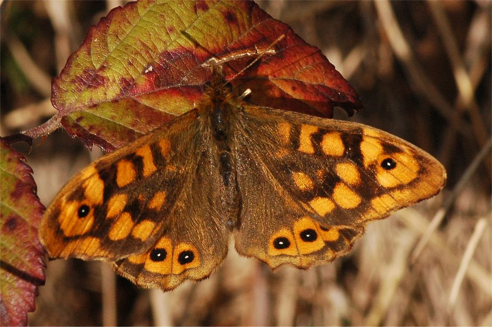 Mariposa para determinar: Pararge aegeria